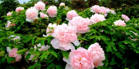 Kako hraniti božur za bujno cvjetanje